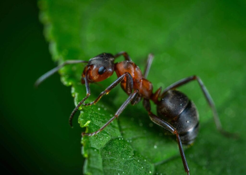 Close up photo of an ant on a leaf